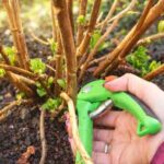 Hortensia en lavendel snoeien in het voorjaar — stap voor stap uitleg