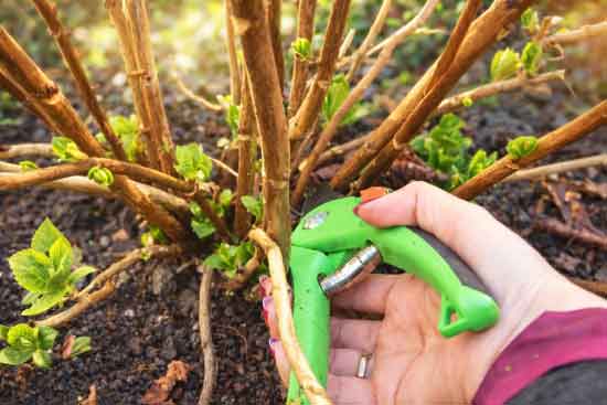 Hortensia en lavendel snoeien in het voorjaar — stap voor stap uitleg