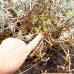 Lichtgroene groeipuntjes aan lavendeltak — teken dat de sapstroom op gang is