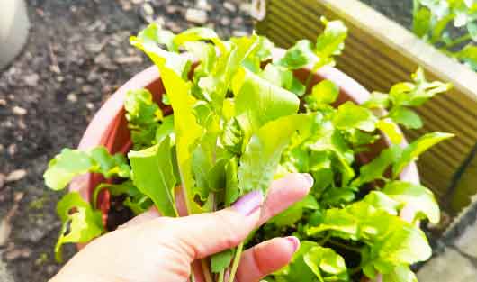 Ik oogst rucola uit een pot in de moestuin